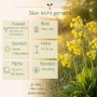 Gelbe Echte Schlüsselblume (Primula veris) mit Infografik zu Aussaat, Blütezeit und Pflege der Wildstaude.