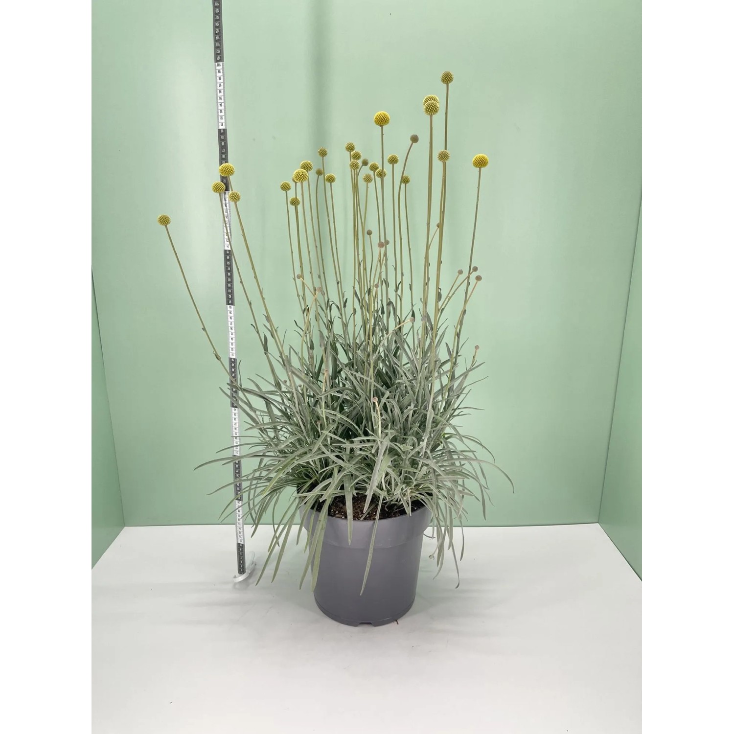 GROW by OBI Trommelstöckchen Höhe 80 cm Topf-Ø 27 cm Craspedia globosa kaufen bei OBI