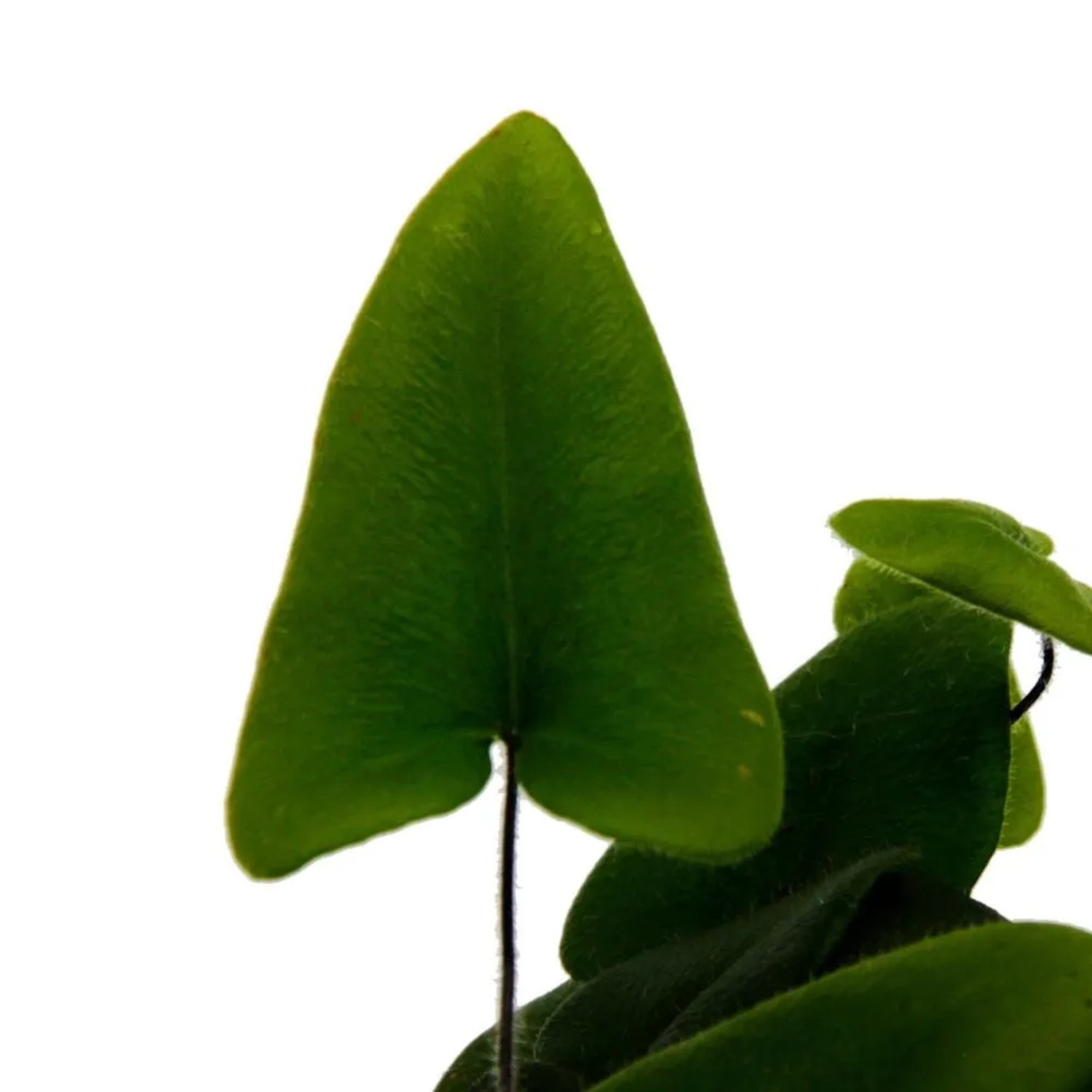 Exotenherz Hemionitis Arifolia Herzfarn Minipflanze 5,5 cm Topf fr Schalen  kaufen bei OBI