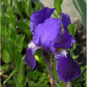 Schwertlilie After Dark - Iris barbata