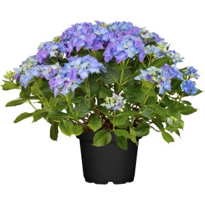 Blau-lila Bauernhortensie Amor im 5 l Topf, ca. 30-40 cm hoch.