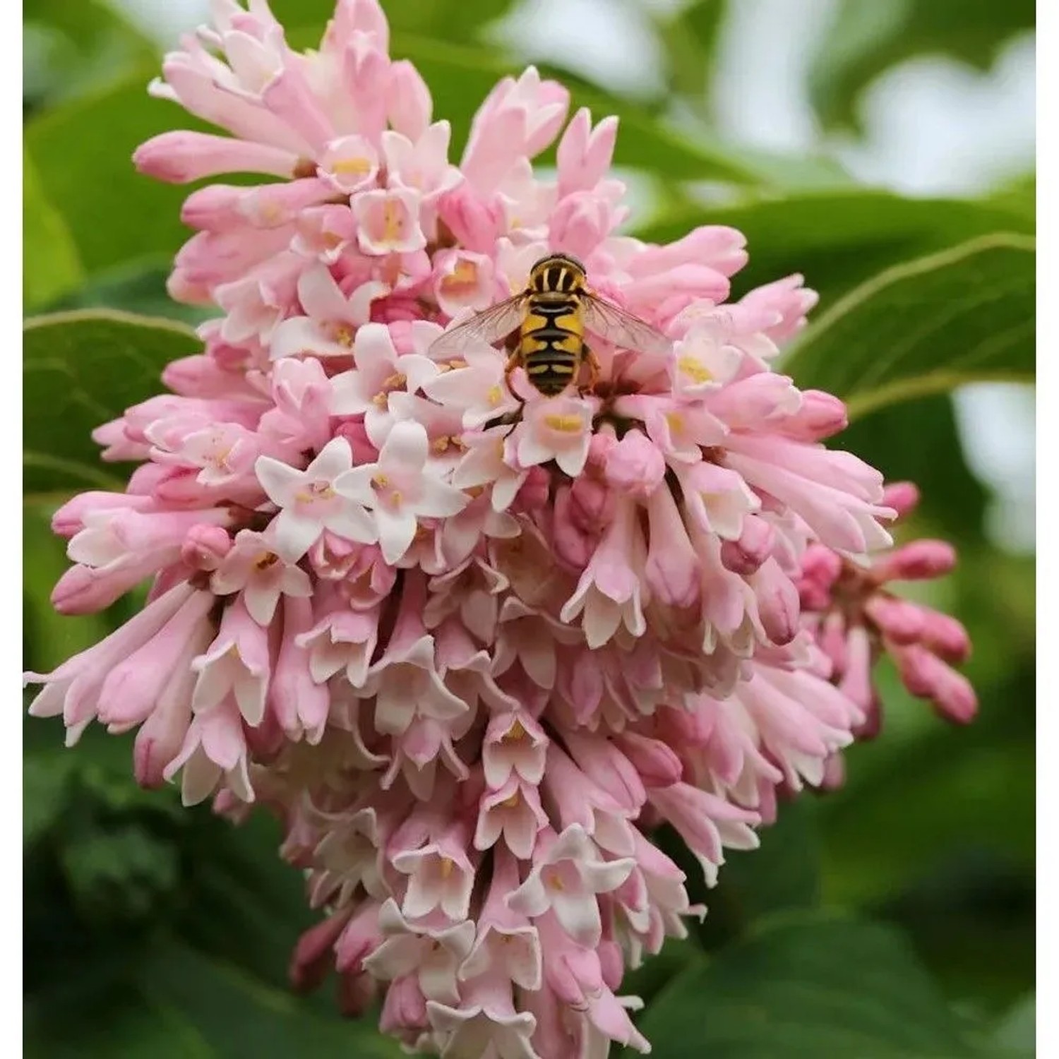 Perlenflieder 30-40cm - Syringa swegiflexa