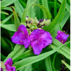 Nahaufnahme der Dreimasterblume Rubra (Tradescantia), violette Blüten und grüne Blätter.
