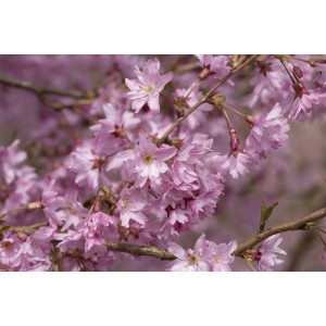 Nahaufnahme der rosa Blüten einer Prunus Subhirtella Fukubana Zierkirsche.