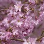 Nahaufnahme der rosa Blüten einer Prunus Subhirtella Fukubana Zierkirsche.