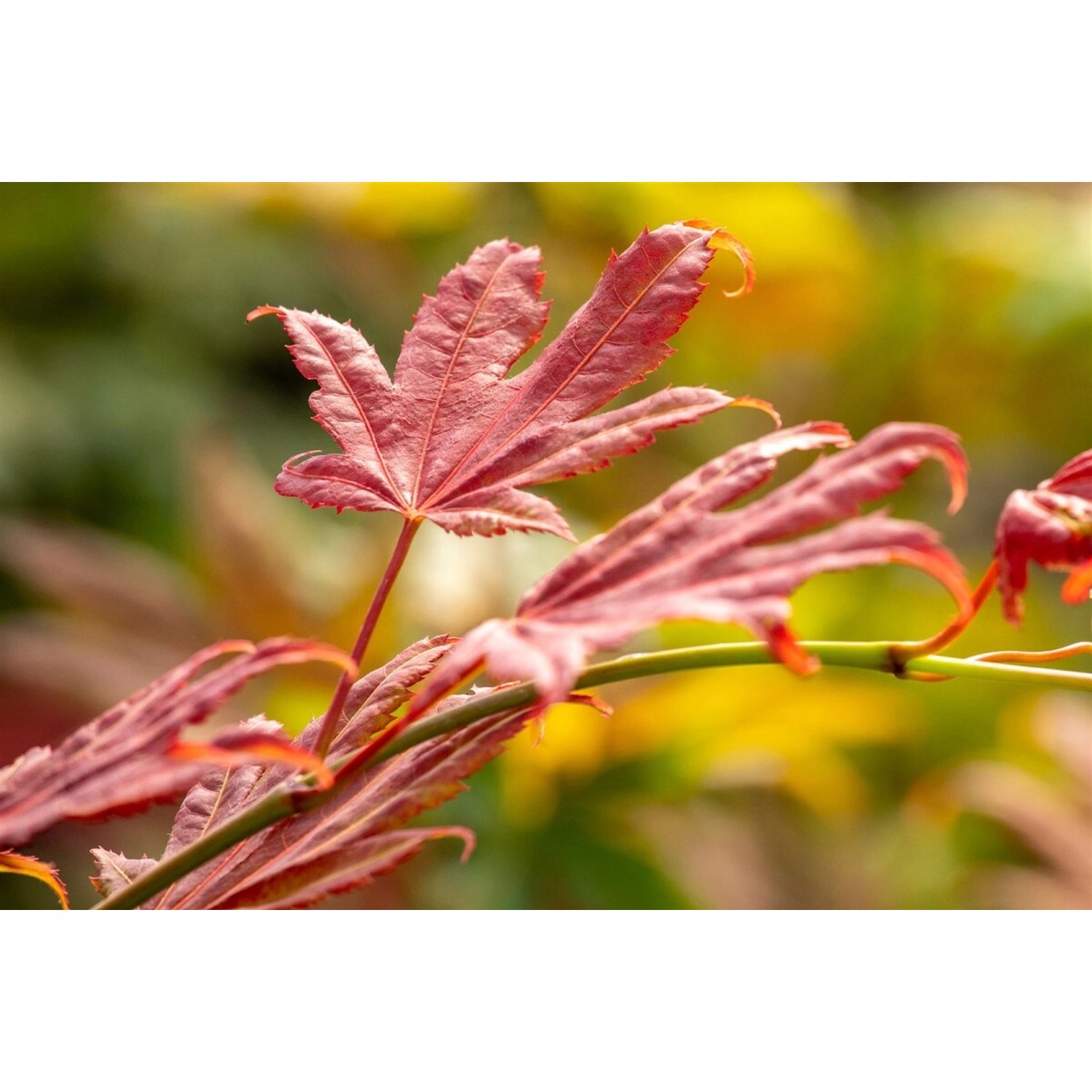 Acer Shirasawanum Moonrise Japanischer Ahorn 60–80 cm günstig online kaufen