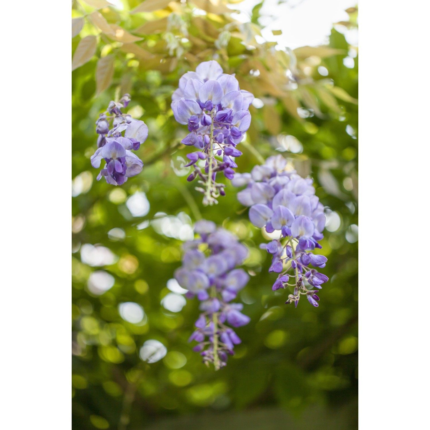 azalee bonsai umtopfen Azalea indicum main image 0