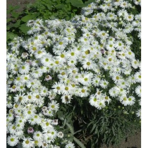 Kissenaster Kristina: Weiße Blüten der Aster dumosus im Gartenbeet.