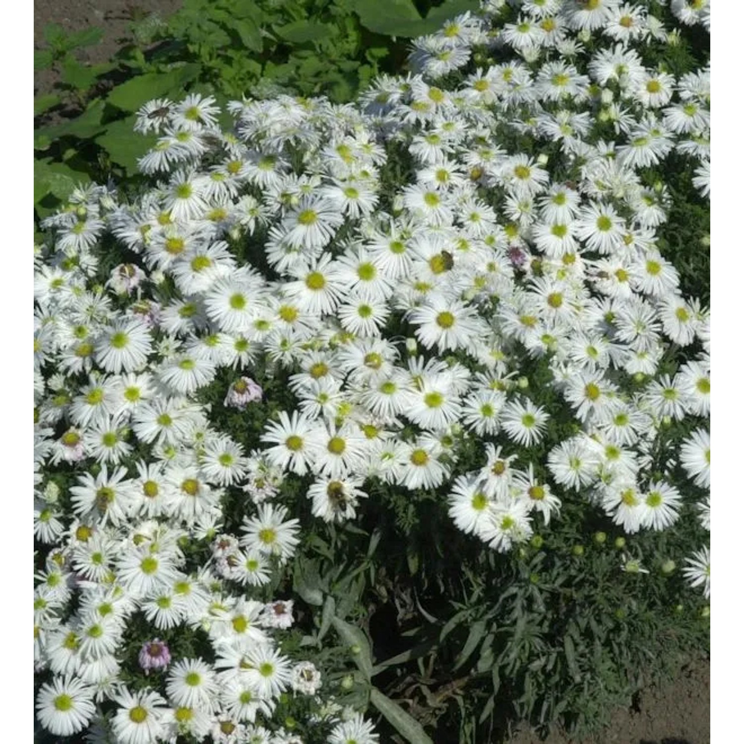 Kissenaster Kristina - Aster dumosus
