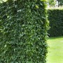 Hainbuche Set: 50 Pflanzen für eine dichte, grüne Hecke im Garten.