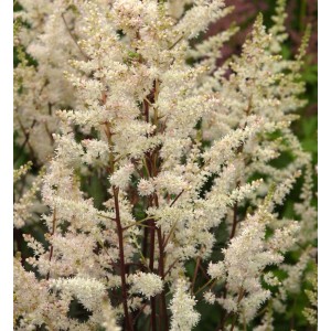 Prachtspiere 'Weiße Gloria': Detailaufnahme der weißen Blütenstände der Astilbe arendsii.