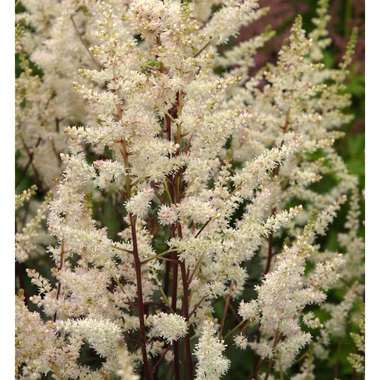 Prachtspiere Weiße Gloria - Astilbe arendsii günstig online kaufen