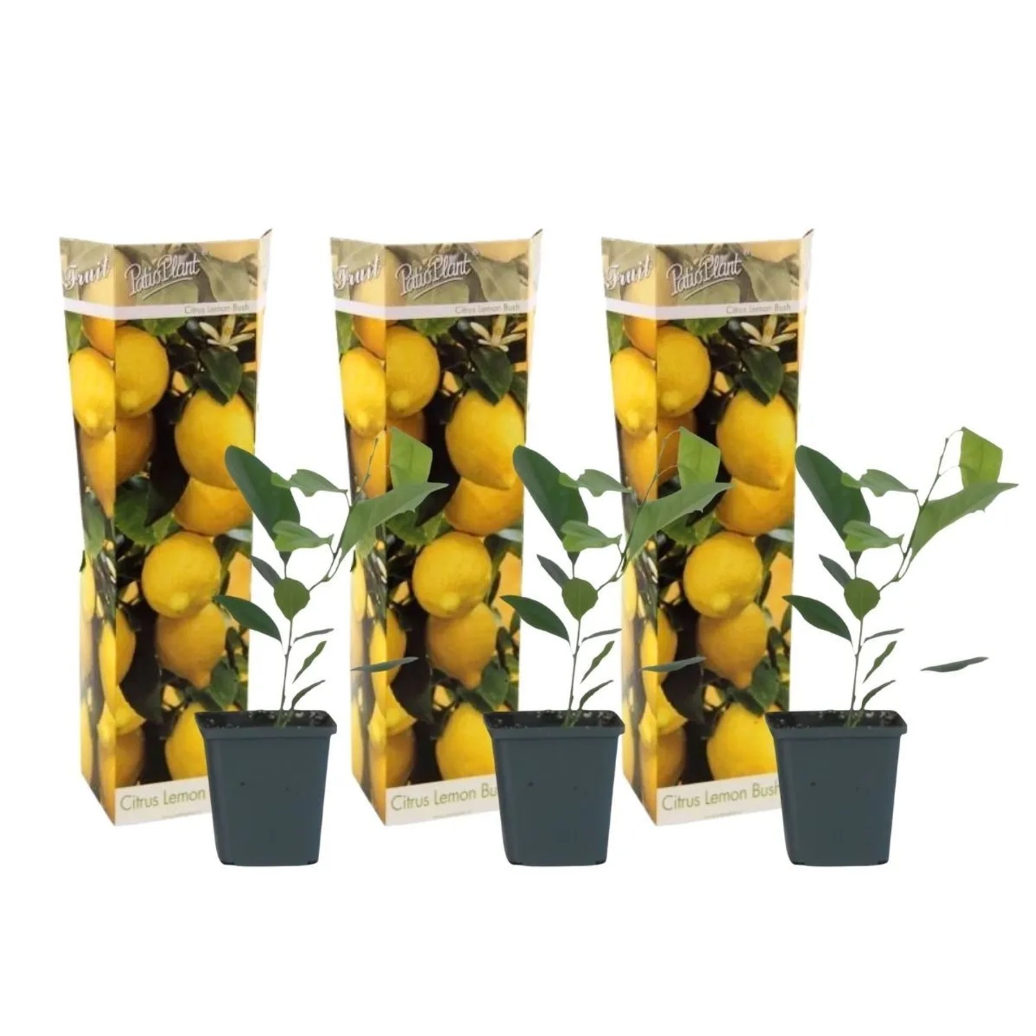 Plant In A Box Zitronenbaum X3  Citrus Limon Höhe 25cm Ø9 Grün