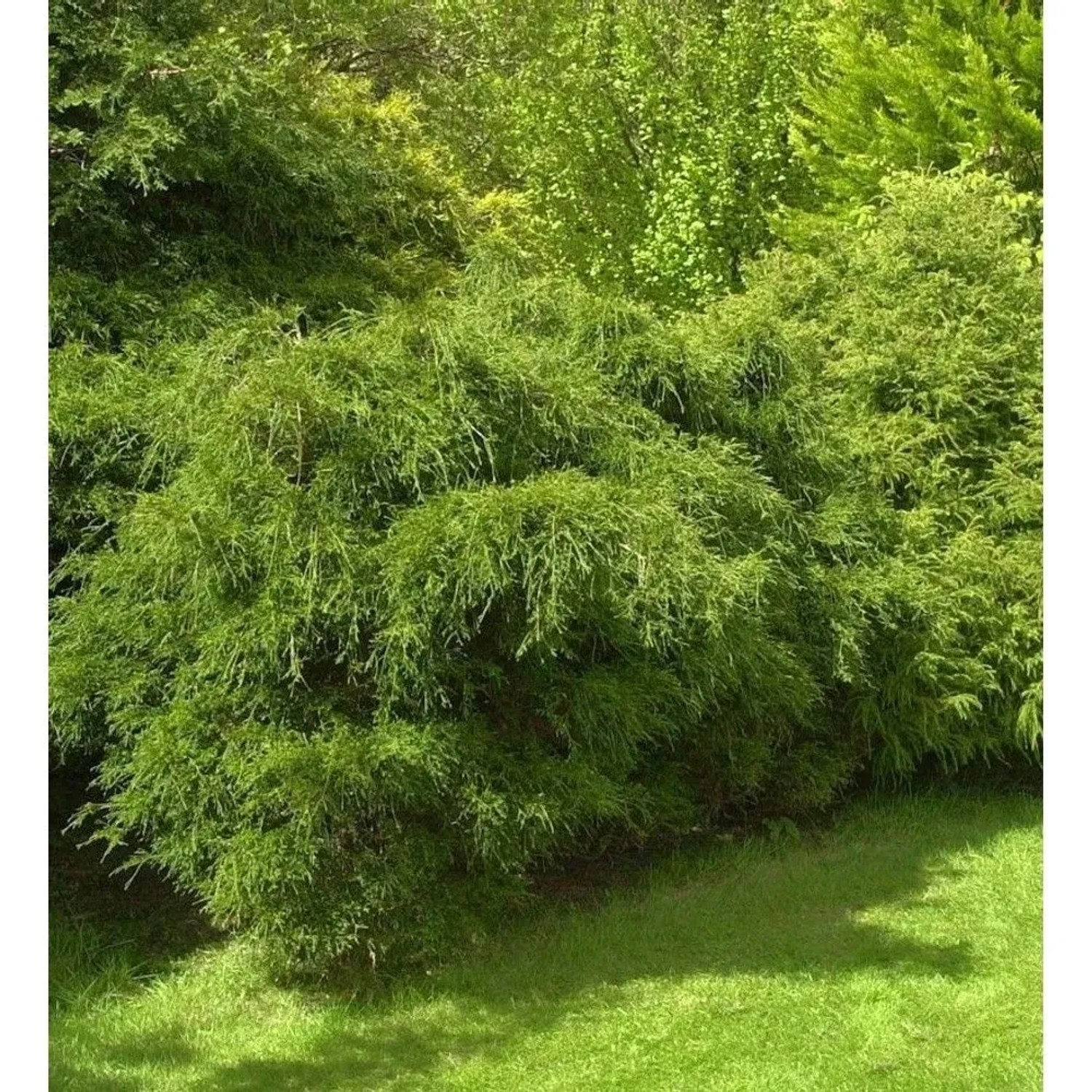Zwergmooszypresse 10-15cm - Chamaecyparis pisifera