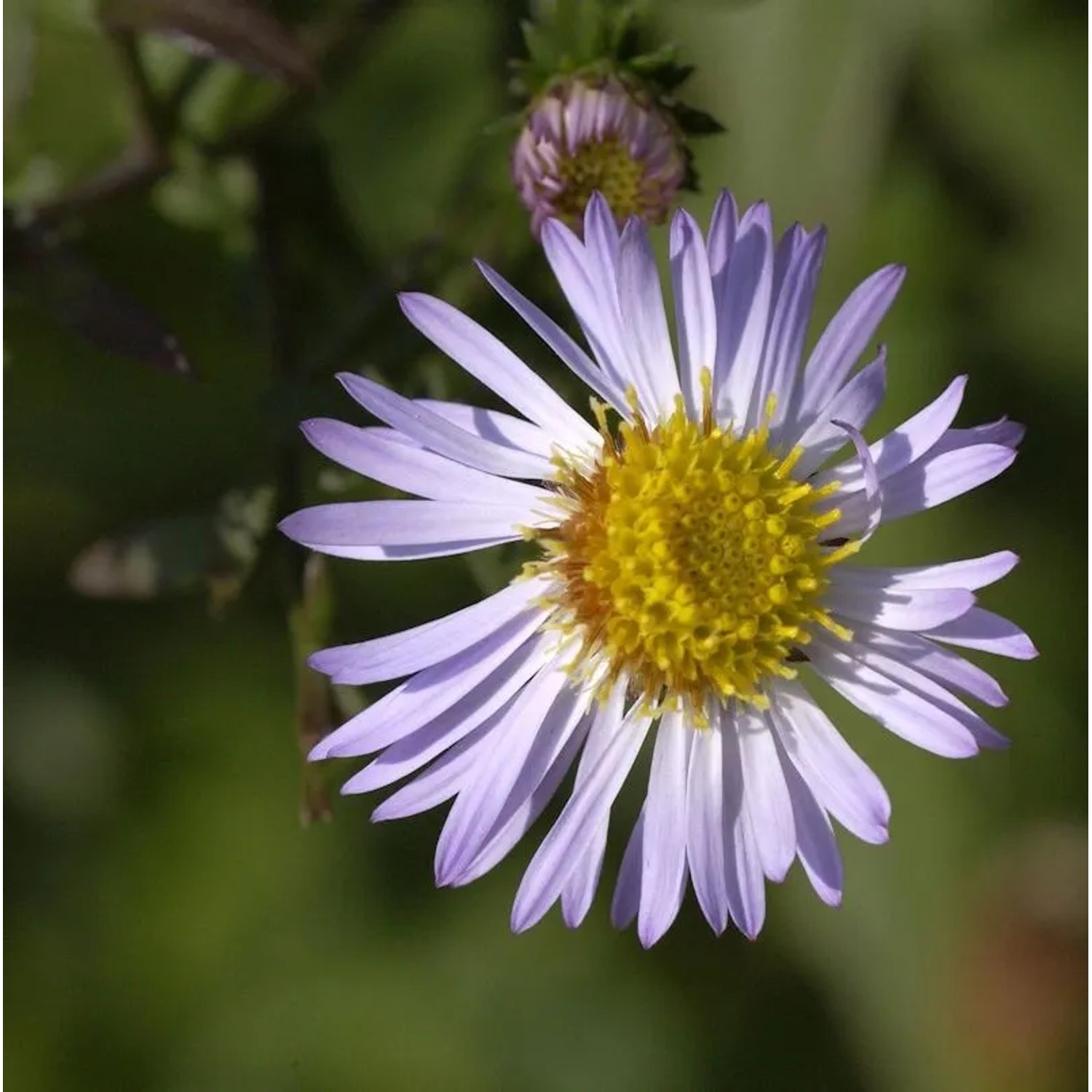 Herbstaster Ezo Murasaki - Aster ageratoides