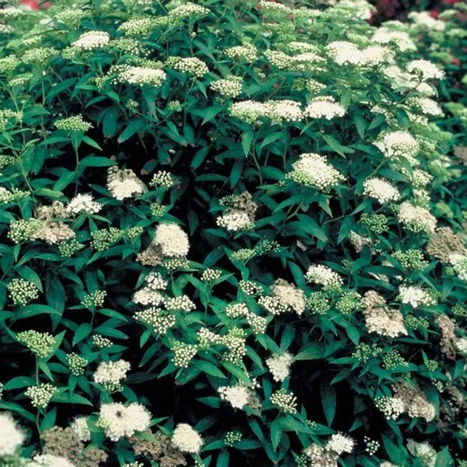 arborix Sommerspiere 'Albiflora' Spiraea Japonica 20 Bis 25 Cm Im Container Kompakt