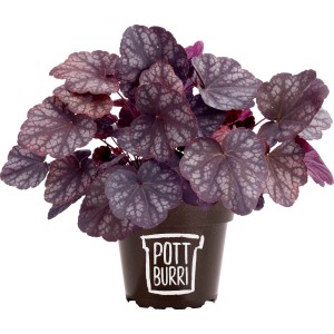 Pottburri Purpurglöckchen im Topf (Ø 13cm). Heuchera mit purpurfarbenen Blättern im braunen Topf.