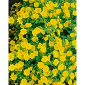 Goldgelbes Fingerkraut 'Goldklumpen' im 9x9 cm Topf. Kompakte Staude mit leuchtenden Blüten.