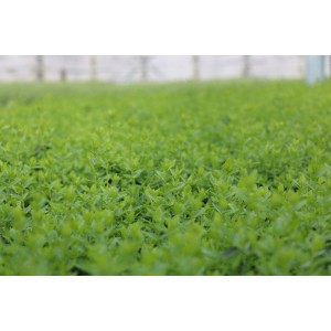 Nahaufnahme: Immergrüner Spindelstrauch Radicans (Euonymus fortunei) mit kleinen, grünen Blättern.