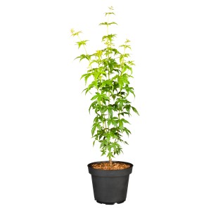 GROW by OBI Fächerahorn 'Bi hoo' im Topf, ca. 40-60 cm hoch, mit grünem Laub.