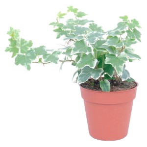 GROW by OBI Efeu im Topf, grün-weiße Blätter, ca. 13 cm Ø. Rankende Pflanze für Haus & Garten.