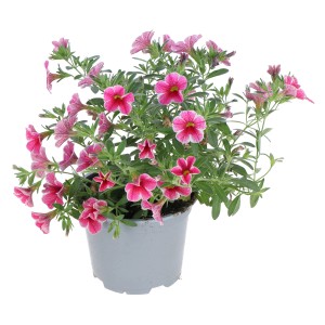 Zauberglöckchen 'Cherry Lace' im Topf, ca. 12 cm Ø. Sommerblüher mit pink-weiß gestreiften Blüten.