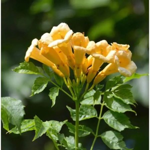 Gelbe Klettertrompete (Campsis radicans) mit trompetenförmigen Blüten und grünen Blättern.