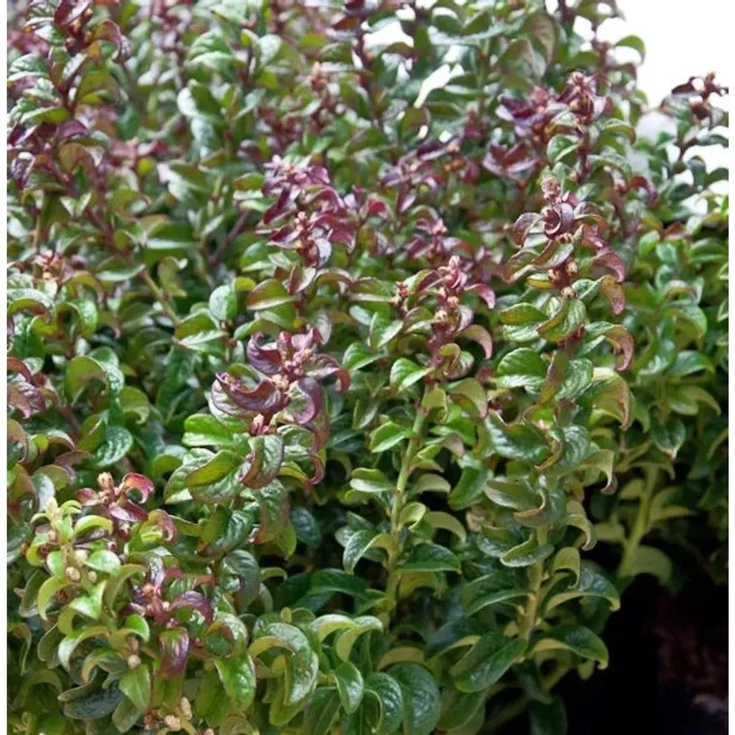 Traubenheide Makijaz 30-40cn - Leucothoe fontanesiana