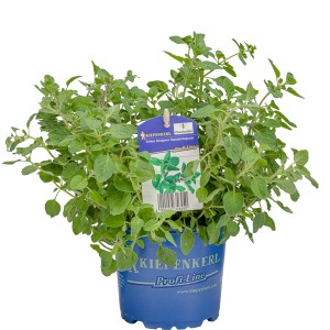 Kiepenkerl Staudenmajoran im blauen Topf, ein beliebtes Küchenkraut für sonnige Standorte.