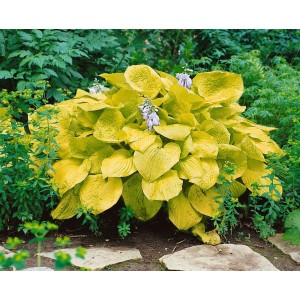 Goldgelbe Hosta Sieboldiana 'Zounds' (Funkie) mit lavendelfarbenen Blüten im 11x11 cm Topf.