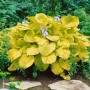Goldgelbe Hosta Sieboldiana 'Zounds' (Funkie) mit lavendelfarbenen Blüten im 11x11 cm Topf.