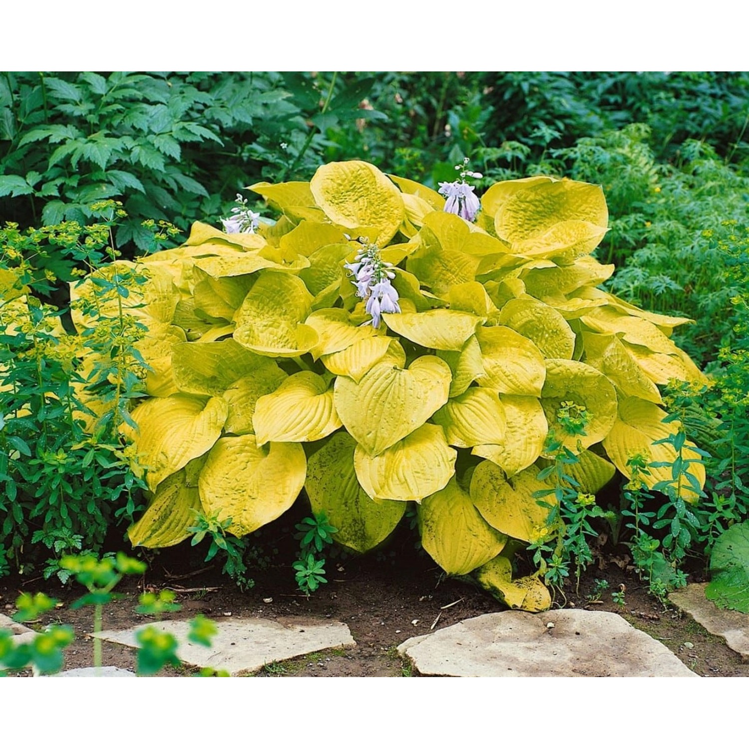 Hosta Sieboldiana Zounds Funkie Ca. 11x11 cm Topf günstig online kaufen