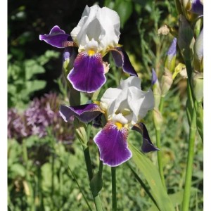 Schwertlilie Wabash - Iris barbata