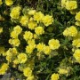 Sonnenröschen 'Gelbe Perle' mit leuchtend gelben Blüten im 9x9 cm Topf.
