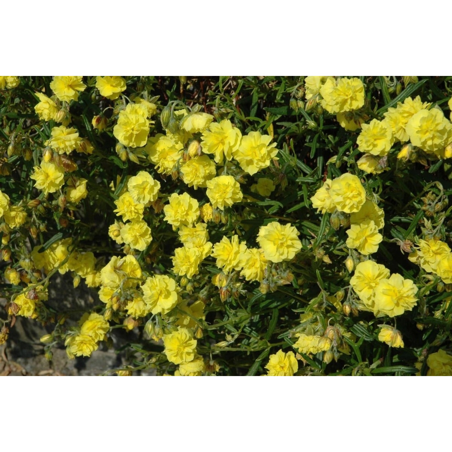 Helianthemum X Cult. Gelbe Perle Sonnenröschen Ca. 9x9 cm Topf günstig online kaufen