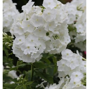 Nahaufnahme der weißen Blüte der Hohen Flammenblume (Phlox paniculata) Danielle.