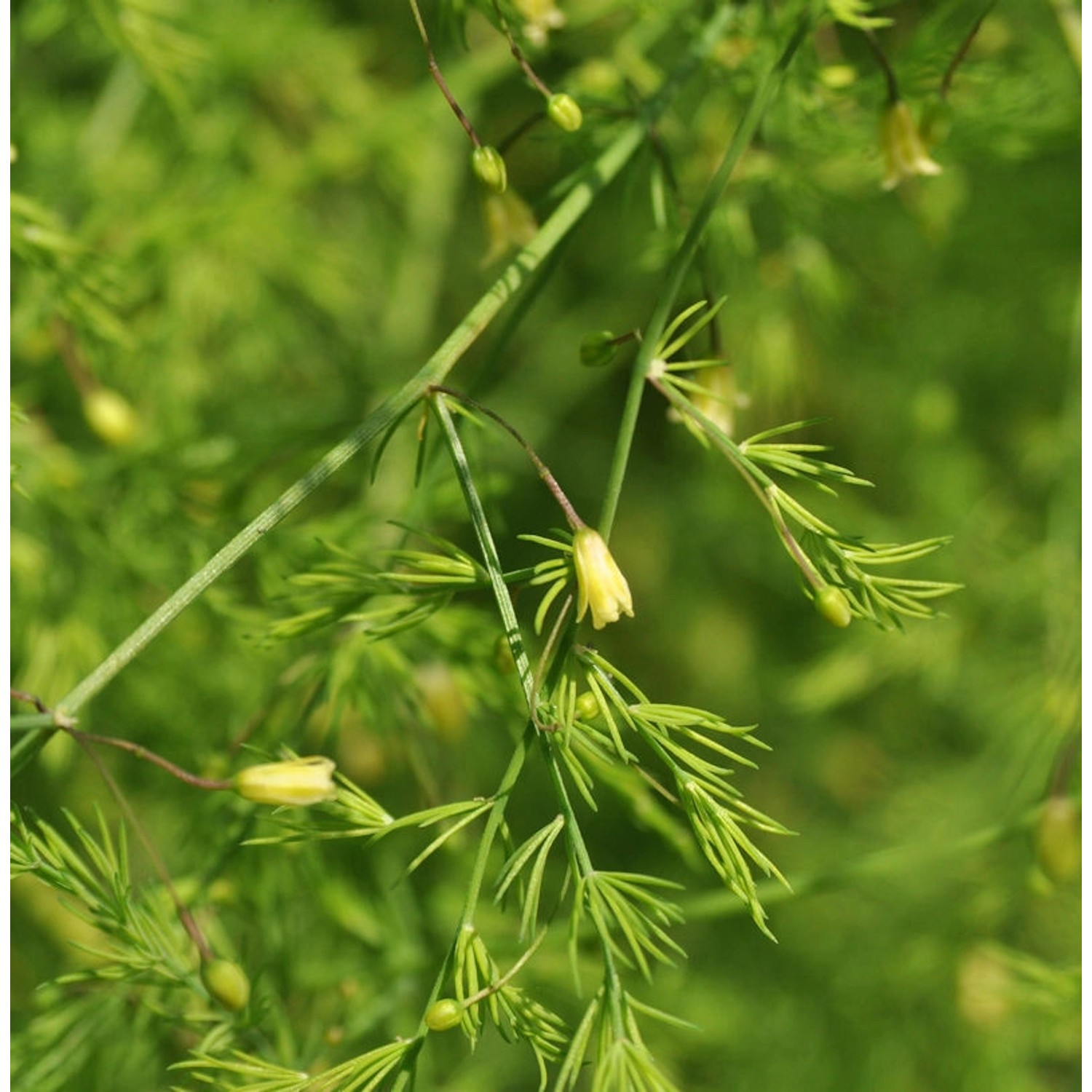 Zierspargel Spitzenschleier - Asparagus pseudoscaber Spitzenschleier günstig online kaufen