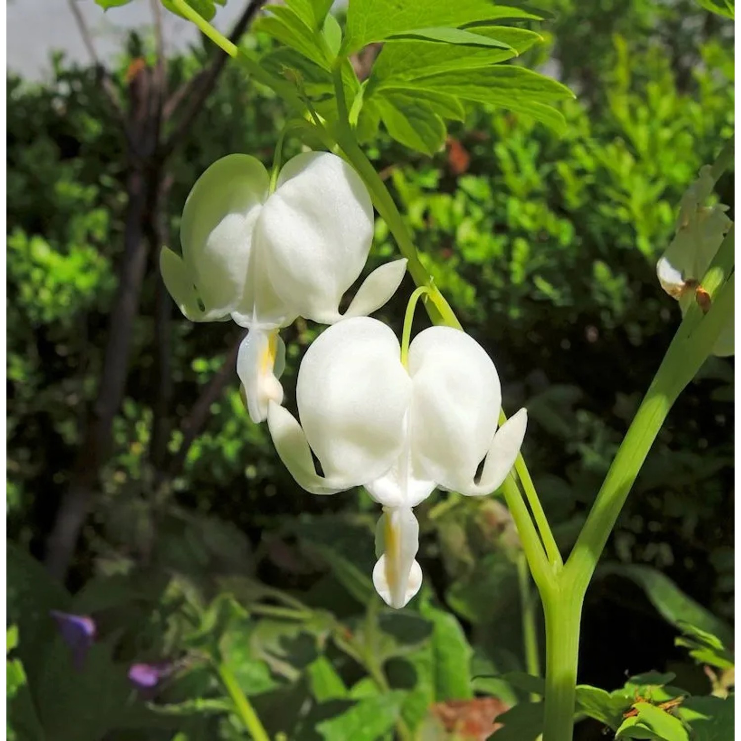 Zwergherzblume Alba - Dicentra formosa