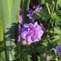 Nahaufnahme des violettblauen Himalaya-Storchschnabels 'Plenum' im 9x9 cm Topf.