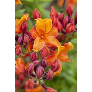 Leuchtend gelb-orange Rhododendron Sunny Boy Blüten, Detailaufnahme der Blütenstände.