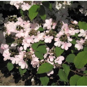 Japanischer Schneeball 'Pink Beauty' mit rosa Blüten und grünen Blättern.