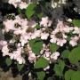 Japanischer Schneeball 'Pink Beauty' mit rosa Blüten und grünen Blättern.