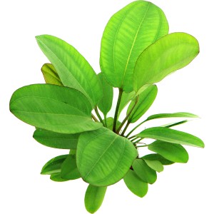 Grüne Dennerle Aquariumpflanze Echinodorus Dschungelstar 'Kleiner Bär' XXL