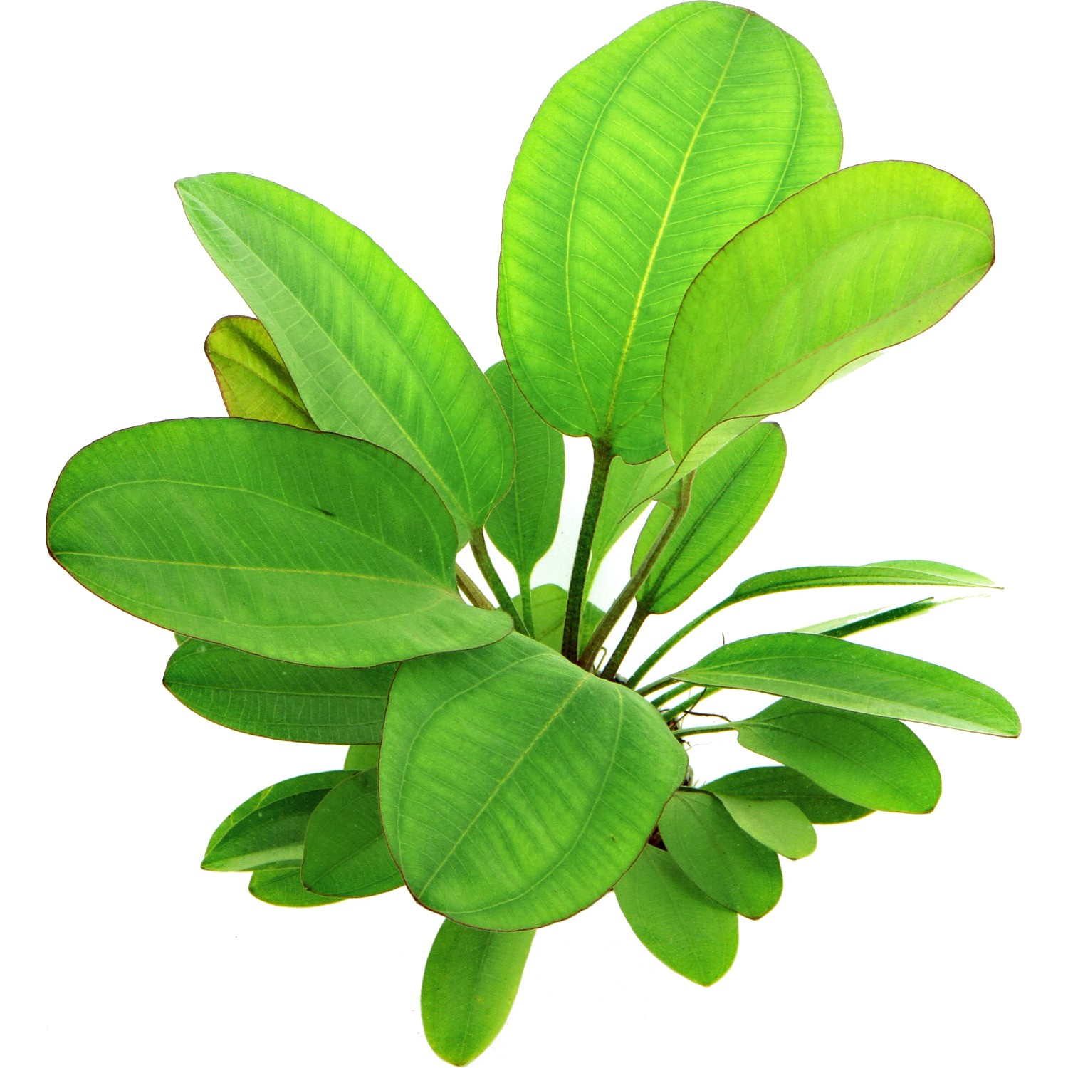 Dennerle Plants Aquariumpflanze Echinodorus Dschungelstar Nr.2Kl.Bär XXL Pflanze