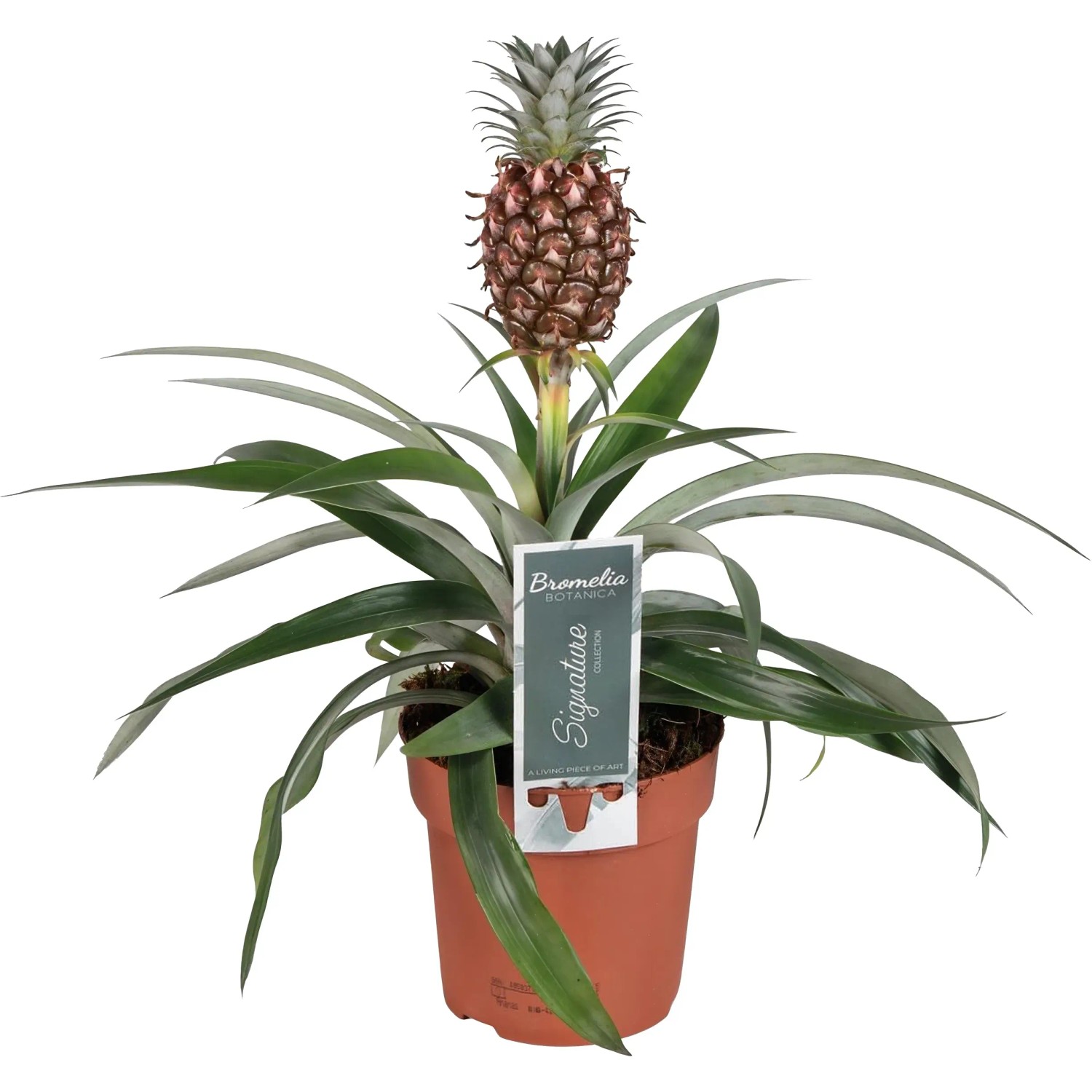 Ananas "Pacifico" im Keramik-Gefäß Topf-Ø ca. 12 cm