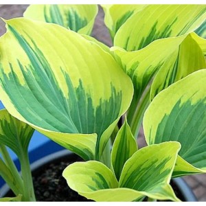 Funkie 'Liberty' (Hosta cultorum) mit gelb-grünen Blättern im Topf.