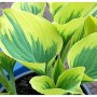 Funkie Liberty - Hosta cultorum_2