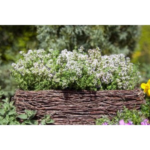 Kompakter Thymian (Thymus Vulgaris Compactus) im 9x9 cm Topf mit weißen Blüten im rustikalen Korb.