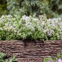 Kompakter Thymian (Thymus Vulgaris Compactus) im 9x9 cm Topf mit weißen Blüten im rustikalen Korb.