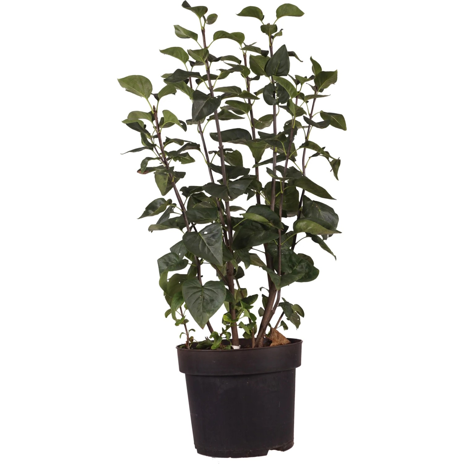 Gewöhnlicher Flieder "Sensation" Höhe ca. 60 cm Topf ca. 10 l Syringa vulg.